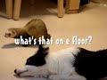 Casper the ferret and Snoopy the border collie\ Casper the ferret and Snoopy the border collie\
