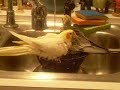 Bathtime Cockatiels Bathtime Cockatiels