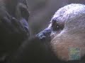 Monkey Romance at Prospect Park Zoo