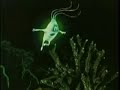 Svetlyachok (Firefly)