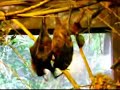 Cynthia witthoft - bat metal