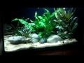 My Dwarf Puffers - 3 sept 2011.mp4