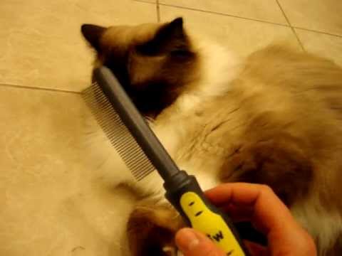 Cat Brush and Comb What Are Your Favorite Cat Grooming Tools? 0 Cat Brush and Comb What Are Your Favorite Cat Grooming Tools?