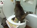 トラのトイレ特訓