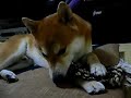 柴犬動画