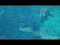From the majestic pyramids in the Mayan complex at Tikal to coming face to face with Belizean sharks this video showcases a series of quick video clips from my recent 20 day trip through Mexico, Belize and Guatemala. If you enjoy this video and are interested in seeing more like it make sure to check my profile for more in-depth/region specific videos from the trip. Want the stories or photos? Visit www.virtualwayfarer.com.