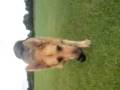 videos de Dog Walk With Kyla