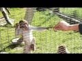 Photographic Animals