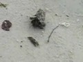Krab op het strand Krab op het strand