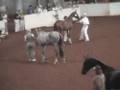 Ole South 2008 - Debussey 2 yr old gelding