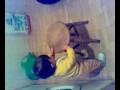 videos de erika jugando con la silla