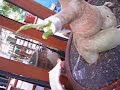 How 2 Graft Adenium - 3 How 2 Graft Adenium - 3