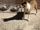 Basenji Basenji