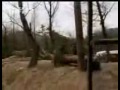 Lion vs Tiger Lion vs Tiger