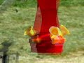 Hummingbird slow motion