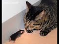 This week, we look at the bizarre sexual preference of some toads, watch some mice who are not scared of their predators and find out about some toddlers who have a non-human friend.