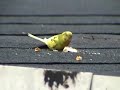 Escaped Parakeet on a Rampage Escaped Parakeet on a Rampage