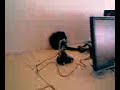 Projecto G-Power - Carro Telecomandado por Web Projecto G-Power - Carro Telecomandado por Web