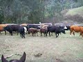 Mustering cattle from horseback...