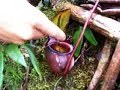 The Nepenthes rajah is the biggest pitcher plant in the world, only found at mount kianabalu... borneo... it is found no where else... and according to a documentary, they said they heard from a local said that they found a mouse in the Nepenthes rajah....