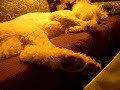 lambchop dreaming