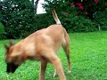 malinois 6 mois malinois 6 mois