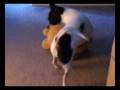 videos de Death Match Puppy Style