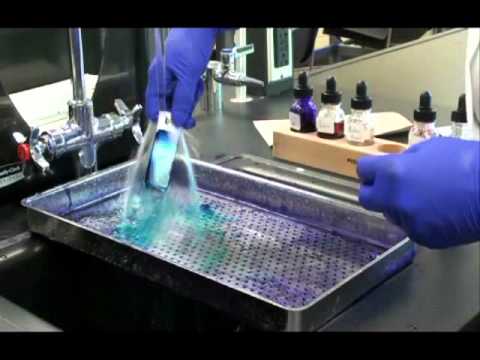 how to perform endospore stain