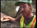 Jeff King Built to shred - skating a tree