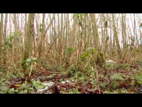 how to harvest willow