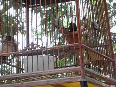 นกกางเขนดง ตัวเมียร้องแล้วครับ