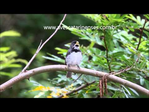 Coleirinho - Cristiano Voitina