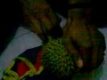 Pemerkosaan(uncensored) .3gp - free flv video @ vwatch.tv