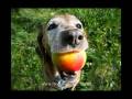 videos de Train and teach your dog or puppy with commands and techniques