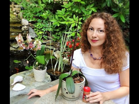 how to transplant vanda orchids