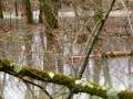 dropfloodplain