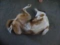 Shiloh does her \"happy dance\".