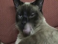 BLONDE-WET-PUSSY