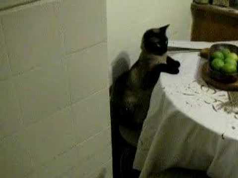Cat like person/gato actuando como persona