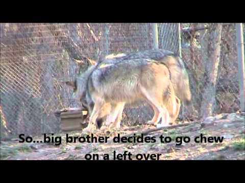 Gray Wolves