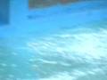 videos de Miami Seaquarium - kosatka