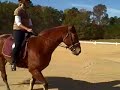 TWH Ice Cold Sundrop dressage clinic