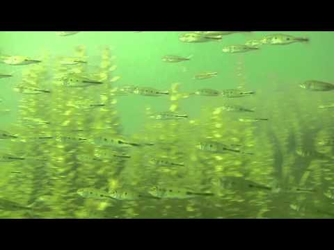 how to grow zooplankton
