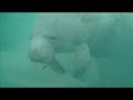 Swimming with Manatees Florida 2008 Photos Swimming with Manatees Florida 2008 Photos