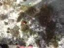 Ladybugs Mating... YUCK!!