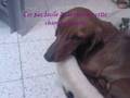 videos de Deja 1 mois -  Mon chien