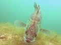 Snoekbaars solo Slijk-Ewijk