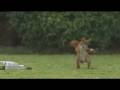 videos de Squirrel playing soccer