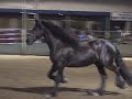 Liberty Friesian and Arabian performing at State Fair Liberty Friesian and Arabian performing at State Fair