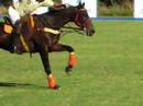 Copa Agua Alta Polo Careyes Mexico